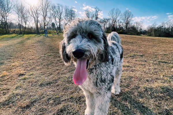 Carousel Bark Park